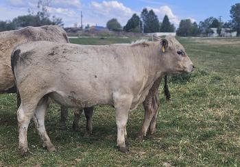 yearling bull for sale