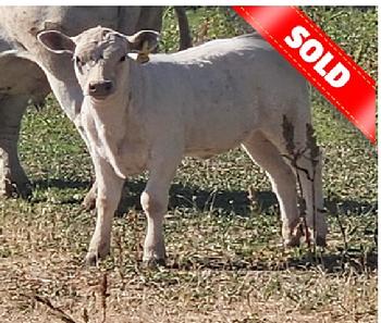 Murray Grey 2026 Heifer