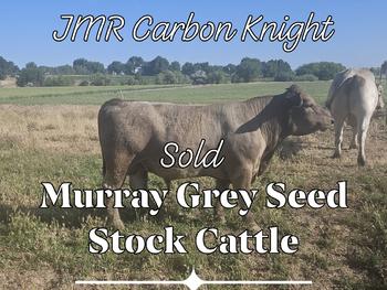 Murray Grey Bull - Sold