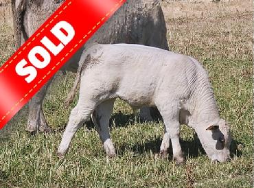 Murray Grey 2026  Bull calf SOLD